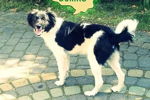 Fibi – czarno-biała sunia do adopcji.,  