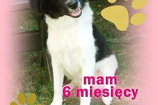 Fibi – czarno-biała sunia do adopcji.,  