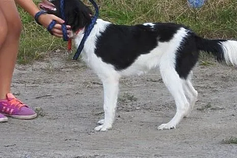 Fibi – czarno-biała sunia do adopcji.,  