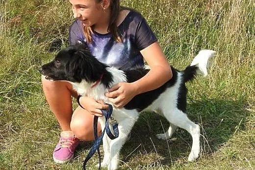 Fibi – czarno-biała sunia do adopcji.,  