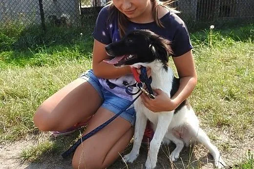 Fibi – czarno-biała sunia do adopcji.,  