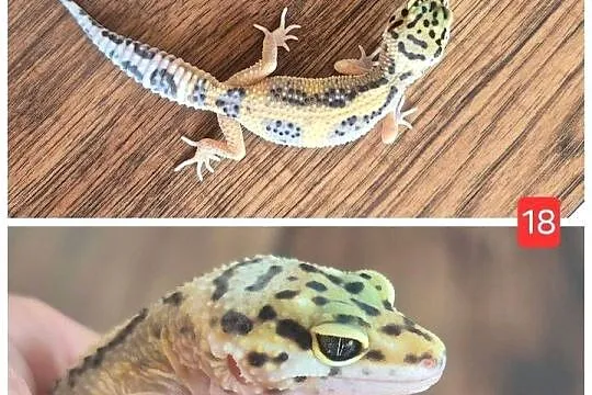 Gekony (Eublefary) lamparcie - samice/samce, młode i dorosłe, wiele odmian, Łódzkie, Brzeziny