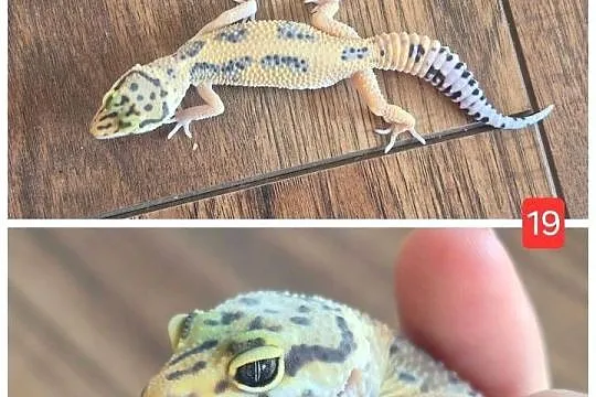 Gekony (Eublefary) lamparcie - samice/samce, młode i dorosłe, wiele odmian, Łódzkie, Brzeziny