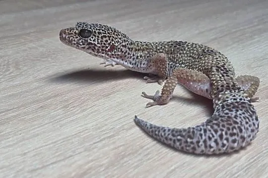 Gekony (Eublefary) lamparcie - samice/samce, młode i dorosłe, wiele odmian, Łódzkie, Brzeziny