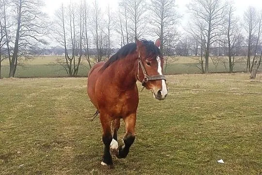 Klacze Zimnokrwiste, Sztumskie