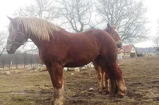 Klacze Zimnokrwiste, Sztumskie