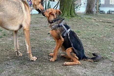 Hermiona - młoda psia dziewczynka szuka rodziny :)