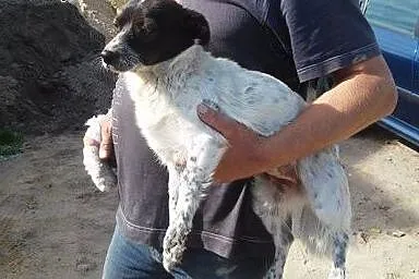 Młoda mikro sunia KROPKA szuka domu,  mazowieckie 