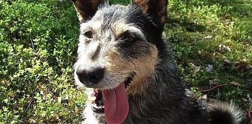 Aaaaaby odmienić los Foksia - ADOPTUJ!!!!, mazowi