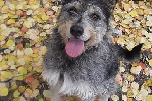 Aaaaaby odmienić los Foksia - ADOPTUJ!!!!,  mazowi