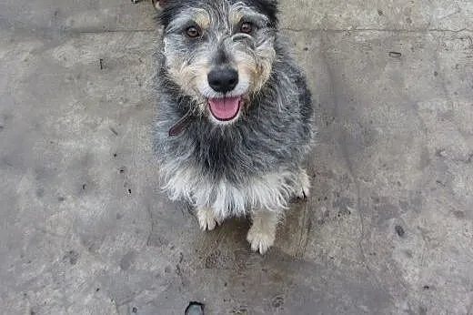 Aaaaaby odmienić los Foksia - ADOPTUJ!!!!,  mazowi