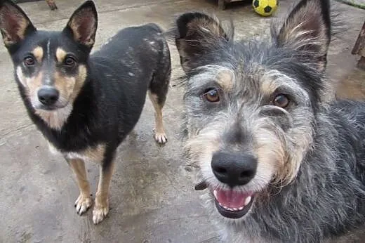 Aaaaaby odmienić los Foksia - ADOPTUJ!!!!,  mazowi