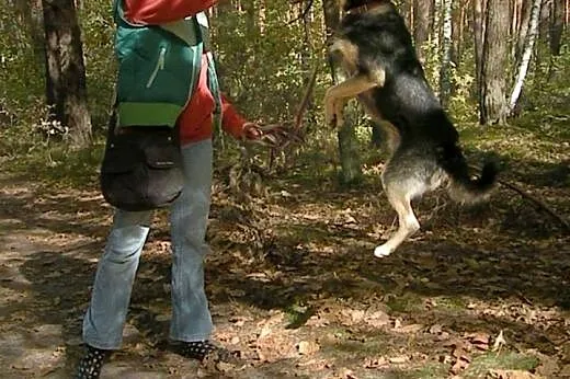 Aaaaaby odmienić los Foksia - ADOPTUJ!!!!,  mazowi