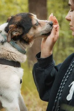 Aruś - deliaktny, ciepły, kochany psiak!  Esencja delikatności, kruchości - ARUŚ. Jakby całym sobą m, , Warszawa