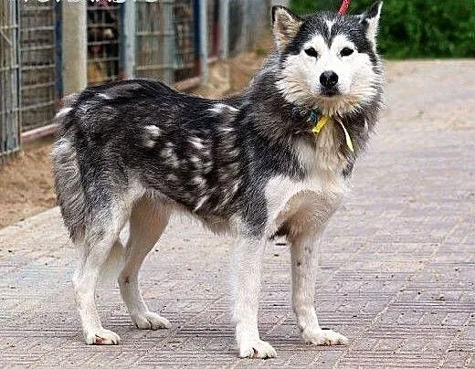 SZEKLA piękna młoda sunia husky gaśnie w schronisk