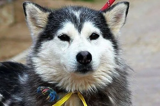 SZEKLA piękna młoda sunia husky gaśnie w schronisk