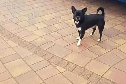 Piesek chihuahua, Mazowieckie, Płońsk