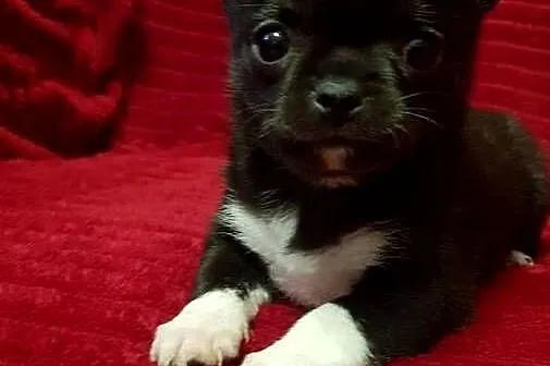 Piesek chihuahua, Mazowieckie, Płońsk