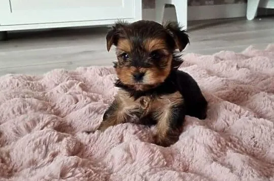 Yorkshire terrier, Śląskie, Żory