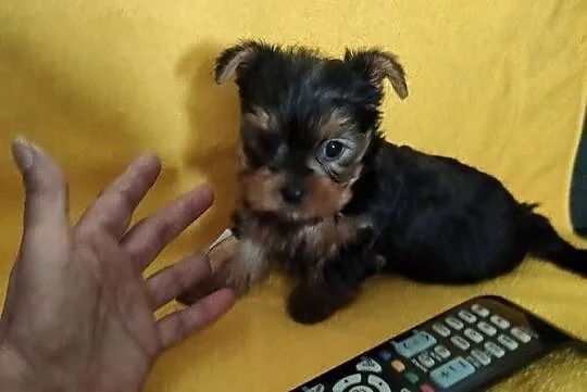 Yorkshire terrier, Śląskie, Żory