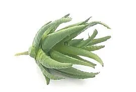 Aloes LIZARD SHOP
