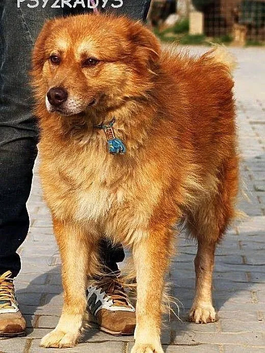 ORZECH piękny, pogodny, spokojny pies szuka domu,