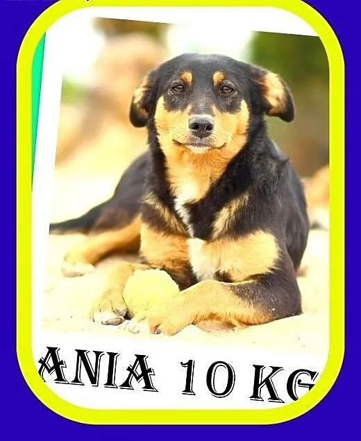 10kg,nieśmiała,delikatna,do domu z ogródkiem,suczk