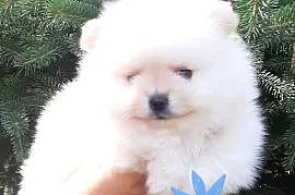 Szpic miniaturowy pomeranian rewelacyjny piesek miś