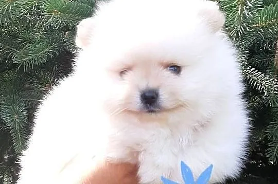 Szpic miniaturowy pomeranian rewelacyjny piesek miś