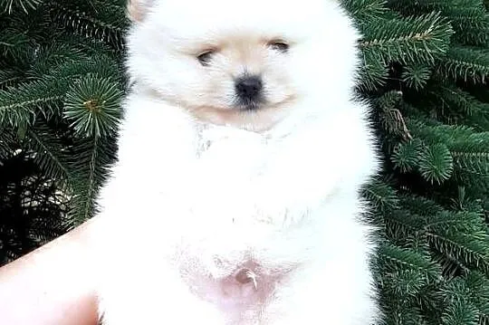 Szpic miniaturowy pomeranian rewelacyjny piesek miś, Łódzkie, Pabianice