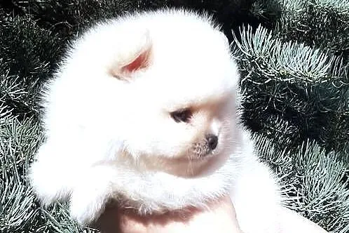 Szpic miniaturowy pomeranian rewelacyjny piesek miś, Łódzkie, Pabianice