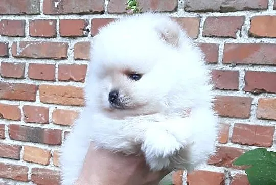 Szpic miniaturowy pomeranian rewelacyjny piesek miś, Łódzkie, Pabianice
