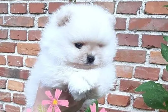 Szpic miniaturowy pomeranian rewelacyjny piesek miś, Łódzkie, Pabianice