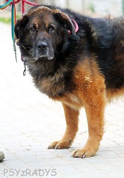 MAGNAT majestatyczny duży loenberger do adopcji w