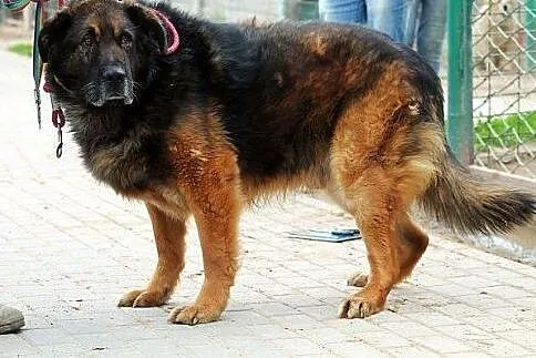MAGNAT majestatyczny duży loenberger do adopcji w 