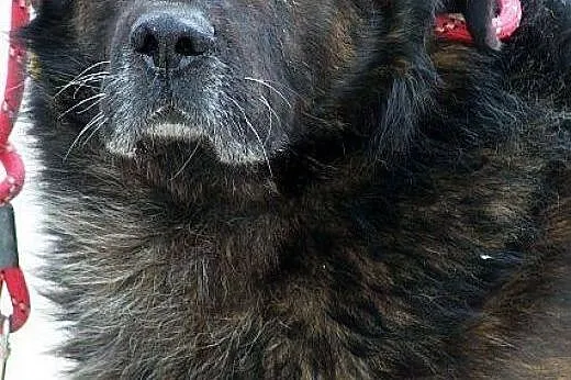 MAGNAT majestatyczny duży loenberger do adopcji w 