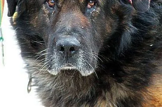MAGNAT majestatyczny duży loenberger do adopcji w 