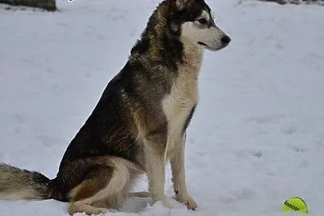 Alaska - psia dama z niezłym charakterkiem :),  po