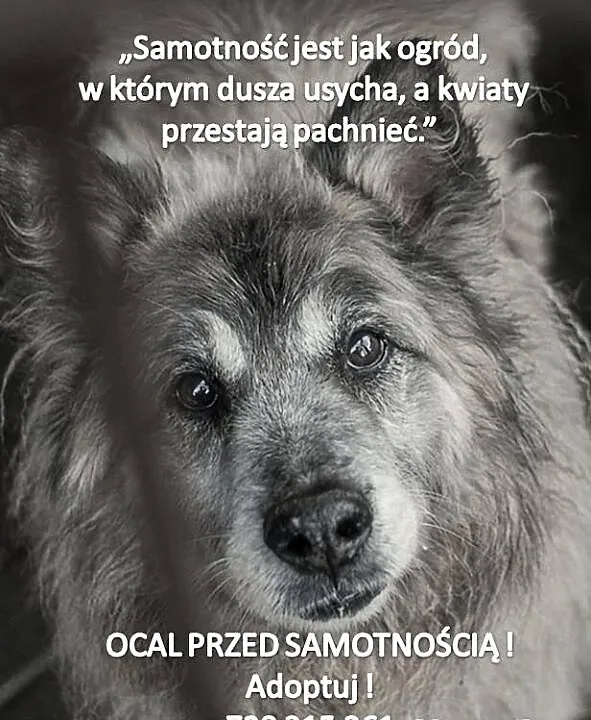 Piękny kudłacz szuka domu !