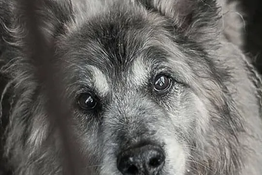 Piękny kudłacz szuka domu !