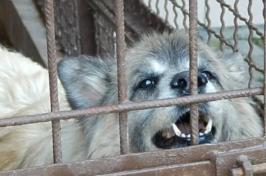 Piękny kudłacz szuka domu !