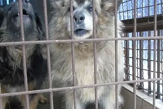 Piękny kudłacz szuka domu !