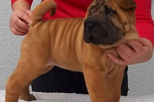 Shar Pei z Rodowodem ZKwP/ FCI