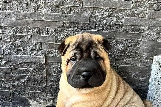 Shar Pei z Rodowodem ZKwP/ FCI, Opolskie, Polska Nowa Wieś