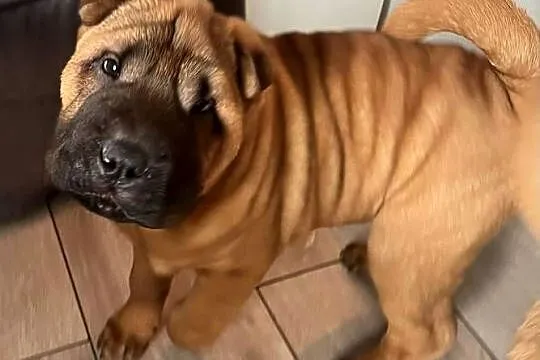 Shar Pei z Rodowodem ZKwP/ FCI, Opolskie, Polska Nowa Wieś