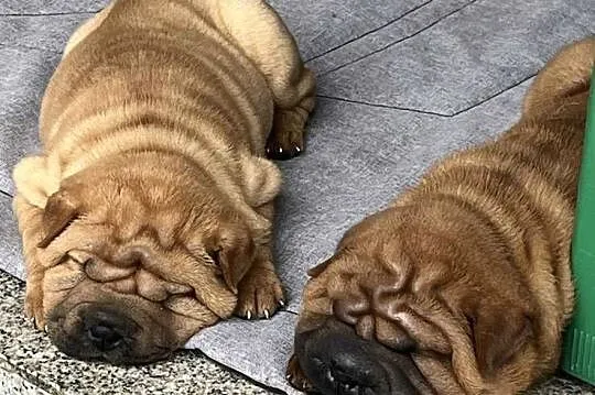 Shar Pei z Rodowodem ZKwP/ FCI, Opolskie, Polska Nowa Wieś