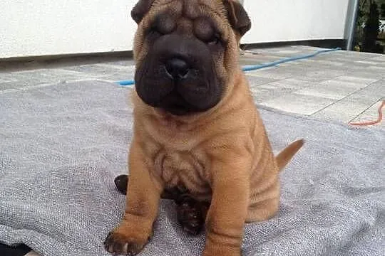 Shar Pei z Rodowodem ZKwP/ FCI, Opolskie, Polska Nowa Wieś