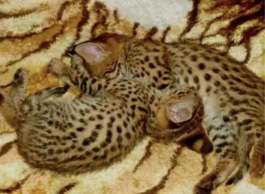 kocięta savannah, serwal i mały karakal są zdrowe i dogadują się ze zwierzętami w domu, , Warszawa