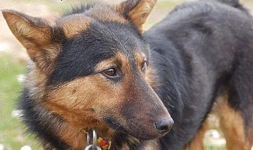 Wesoły, przyjazny owczarek Reks ADOPCJA, Kundelki