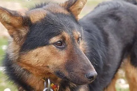 Wesoły, przyjazny owczarek Reks ADOPCJA,  Kundelki